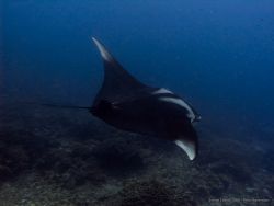 Manta Ray passing by... Olympus C-8080WZ / 24 mm with Ike... by Peter Baerentzen 